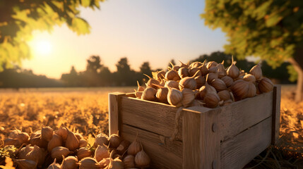 Hazelnuts harvested in a wooden box in a plantation with sunset. Natural organic fruit abundance. Agriculture, healthy and natural food concept.