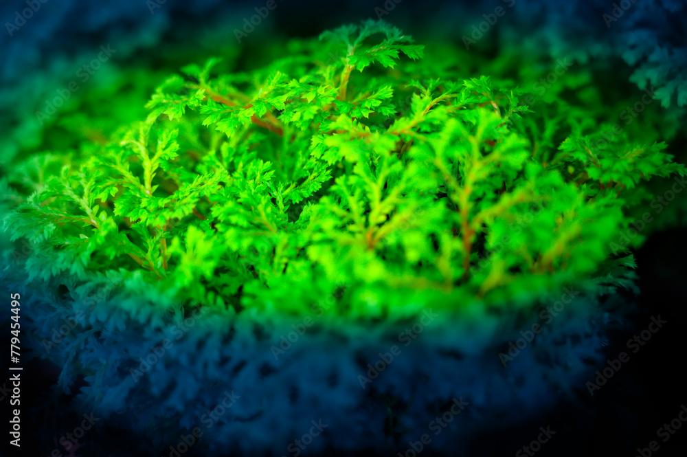 Poster Selaginella kraussiana in nursery pot