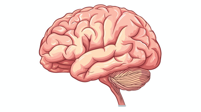 Human brain structure image illustration flat vector isolated