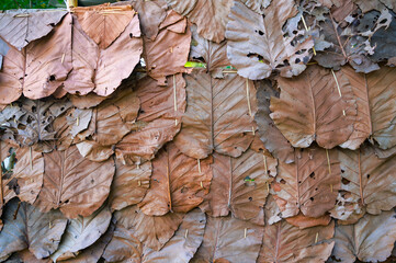 Teak leaves are assembled into panels to be used as decorative materials or as walls for local buildings.
