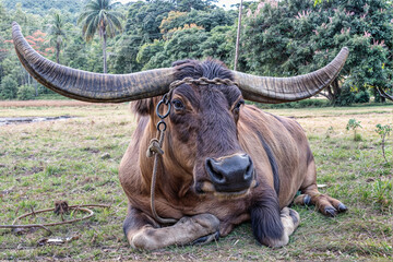 Big-horned bull sitting in the grass