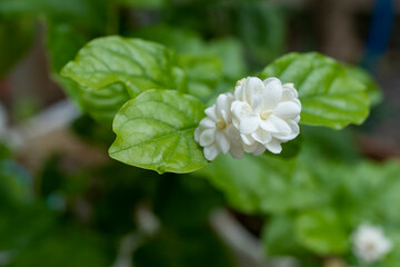 Blossom jasmine sambac on tree.