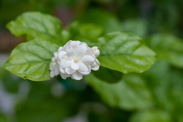 white flower of jasmine sambac