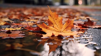 Autumn maple leaves in the rain. Selective focus, shallow depth of field.