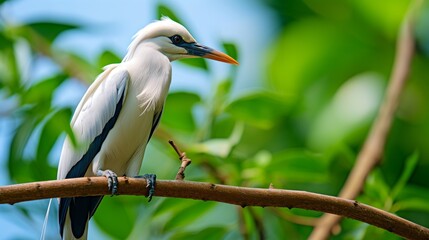 The Bali myna (Jalak) bali bird