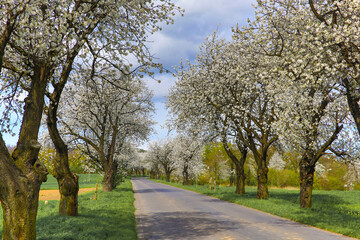 Spring landscape with blooming cherry trees on the roadside and a road in the foreground