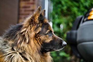 german shepherd dog