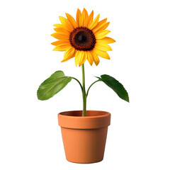 Obraz premium Sunflower in pot against transparent Background