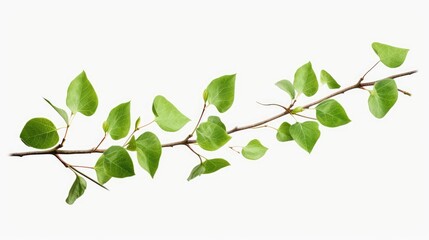 Obraz premium branch with leaves