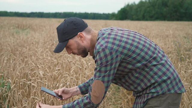 Agriculture, farmer stands in the field of rye and works, takes photos of the harvest on a smartphone, investigating plants, ecologist analyzes the growth and ripening of the crop.
