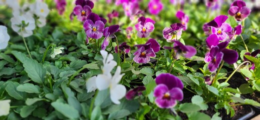 purple viola