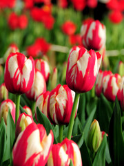 Tulipanes fucsia y blancos sobre fondo de tulipanes rojos
