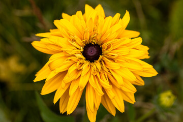 Yellow daisy on a bed in the summer garden