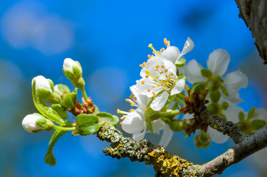 Knospen und Bl&uuml;ten an einem Schlehenbaum / Schlehdorn (lat.: Prunus spinosa) im Fr&uuml;hling, Bl&uuml;hender Obstbaum, dahinter blauer Himmel