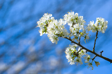 Blüten an einem Schlehenbaum vor blauem Himmel / Schlehdorn (lat.: Prunus spinosa) im Frühling,...