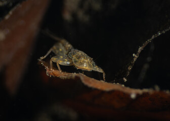 mayfly larvae - Eintagsfliegenlarve - obrazy, fototapety, plakaty