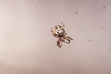 Larinioides cornutus spider hanging web vision close up