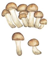 Armillaria mellea mushrooms illustration set, honey fungus clipart. Hand drawn watercolor mushroom isolated. - 779466881