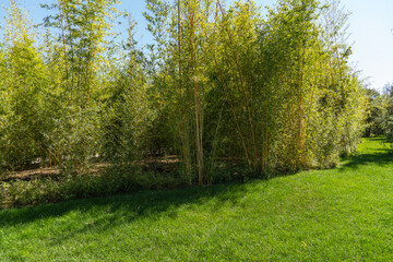 Bamboo grove in Japanese garden of Krasnodar. Thickets of bamboo against background of blue autumn sky. There is grass lawn in front of grove. Krasnodar Park or Galitsky Park.