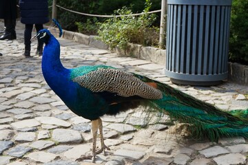 Stunning peacock patrolling the grounds of the Saint Jorge Castle in Alfama, Lisbon, Portugal