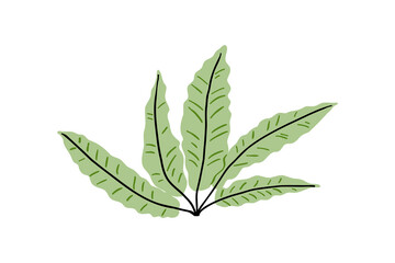 Hand drawn tropical plant with exotic leaves. Jungle, exotic plants. Vector illustration in flat style.