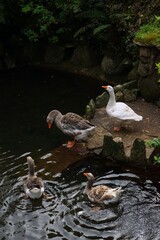Family of ducks taking a swim in the pond of the Palace de Pena in Sintra, Portugal