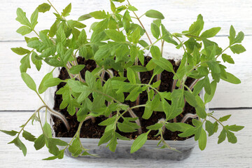 tomato seedlings growing in peat in a plastic container on the table