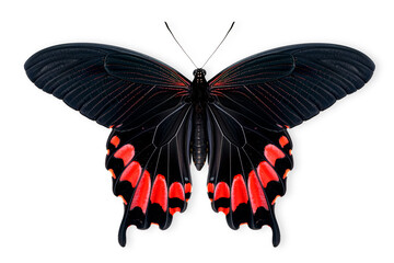Beautiful Scarlet Mormon butterfly isolated on a white background with clipping path