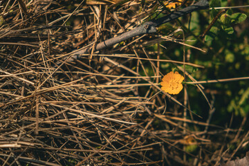 Bloom anyway. Yellow flower 