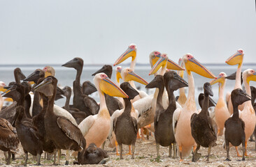 Pink pelicans with chicks on the shore of Lake Manich-Gudilo in Kalmykia, Russia - 779471829