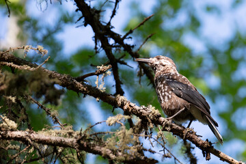 Spotted nutcracker sitting on a tree branch