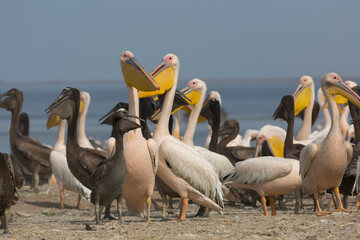 Pink pelicans with chicks on the shore of Lake Manich-Gudilo in Kalmykia, Russia - 779471850
