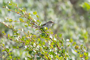Willow warbler sitting on a tree branch