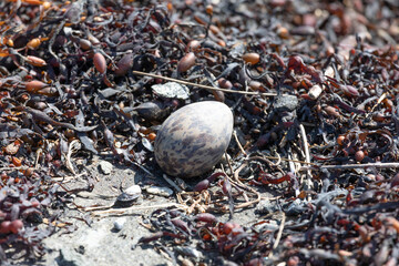 A wild bird egg lies among dry seaweed on the seashore