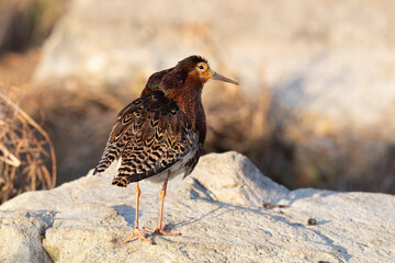 Male Ruff (bird) in breeding plumage stands on the shore of the lake