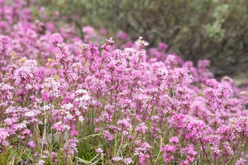 Blooming sticky catchfly or Viscaria vulgaris as background for design