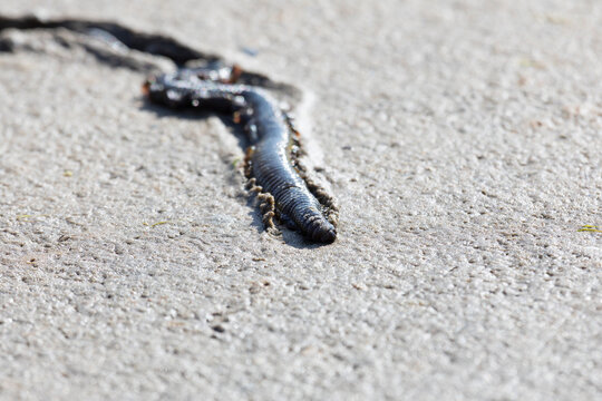Nereis virens close-up lying on the sand