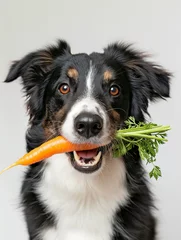 Fotobehang Dog holding carrot in his teeth © Rymden