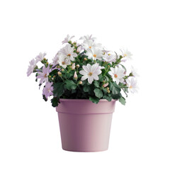 Pink pot with white flowers
