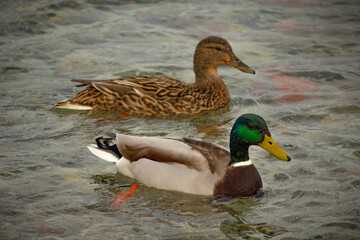 A mating pair of Mallard ducks on  river featuring the drake out front.