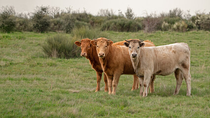 Fototapeta premium young cows on green meadow looking at camera