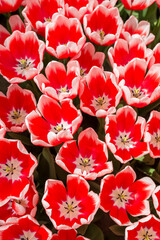 Closeup shot of many blooming beautiful vibrant red white tulip flowers