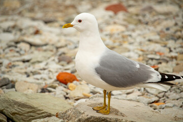 Sea gull standing on his feet on the beach