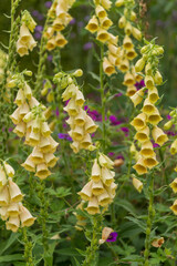 Closeup shot of many blooming beautiful vibrant yellow foxglove flowers © Wirestock