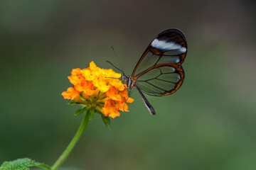 Closeup shot of a glasswing butterfly on an orange lantana flower