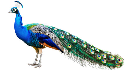 Naklejka premium Peacock in painted canvas Isolated on white background.