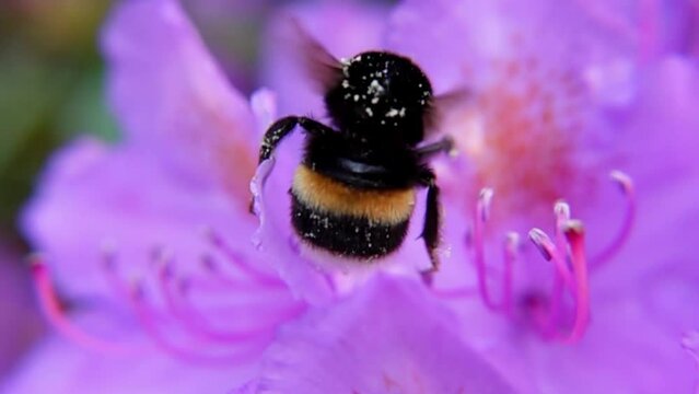 Buff-tailed Bumblebee Pollinating Pink Flower In Bloom. macro shot, slow motion
