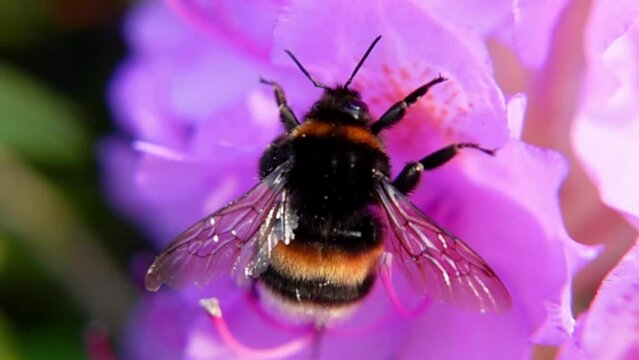 Large Earth Bumblebee Collecting Nectar On Pink Flower In Bloom. closeup, slow motion
