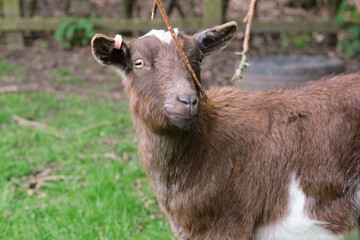 A brown goat on a farm