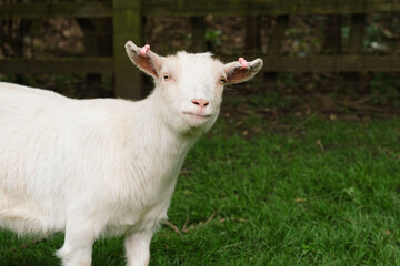 A white goat on a farm